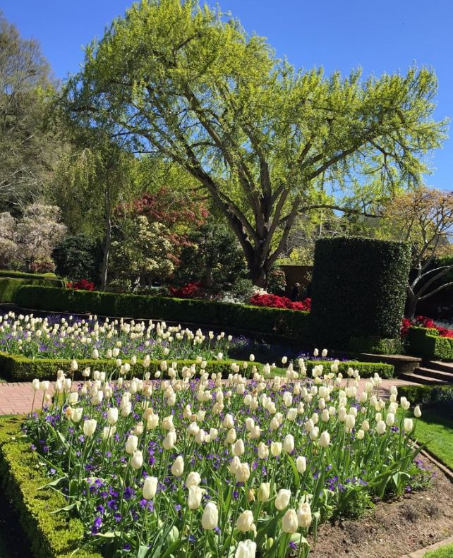 Beautiful Tulip Garden