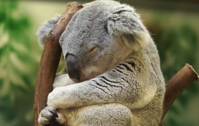 Koala Bear San Francisco Zoo