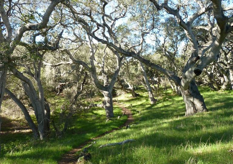 Los Osos Oaks State Reserve