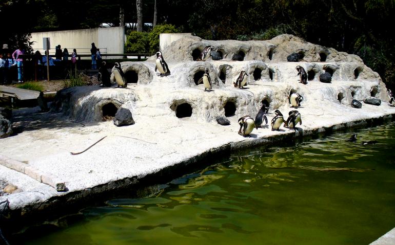 Magellanic penguins San Francisco Zoo