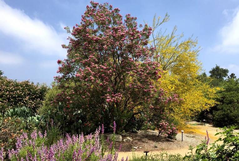 Rancho Santa Ana Botanic Garden A Fun Family Day Trip