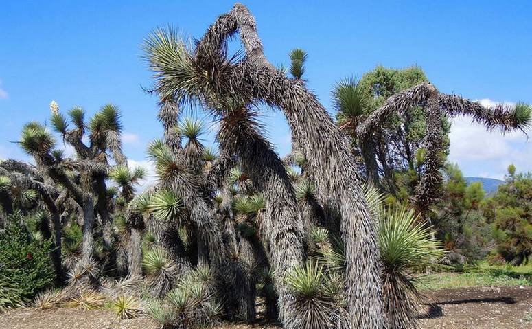 Rancho Santa Ana Botanical Garden Day Trip