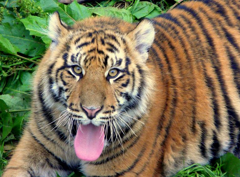 San Francisco Zoo Tiger