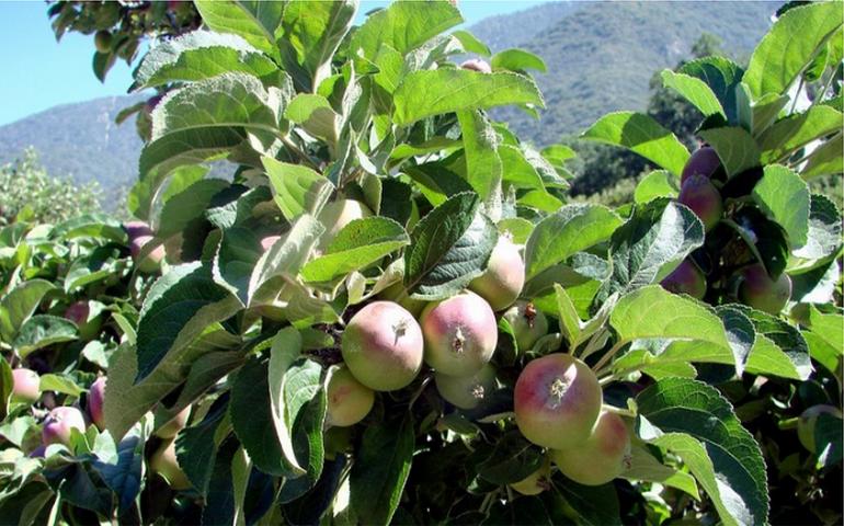 Oak Glen Day Trip U Pick Apple Orchards Things To Do