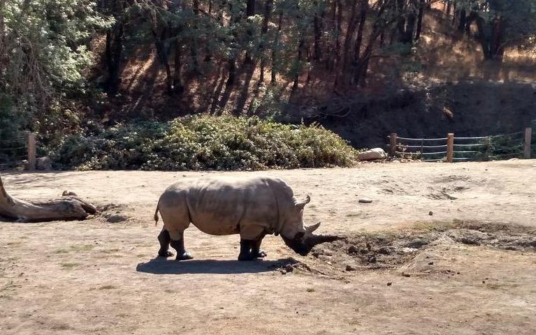 santa rosa wildlife safari