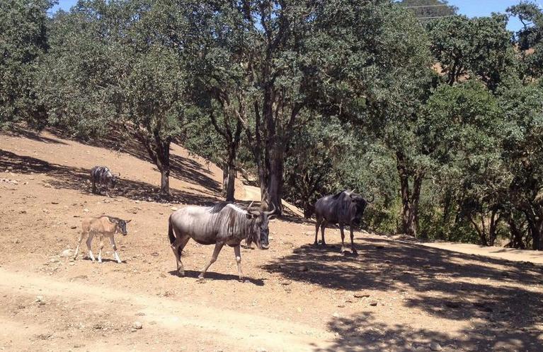 santa rosa wildlife safari