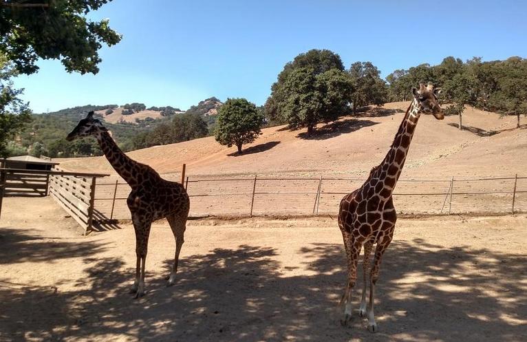 California Hidden Gems Safari West African Wildlife Tours