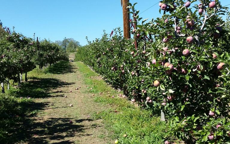 Julian U-Pick Apple Farm