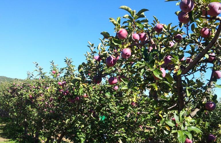 Julian California Apple Picking