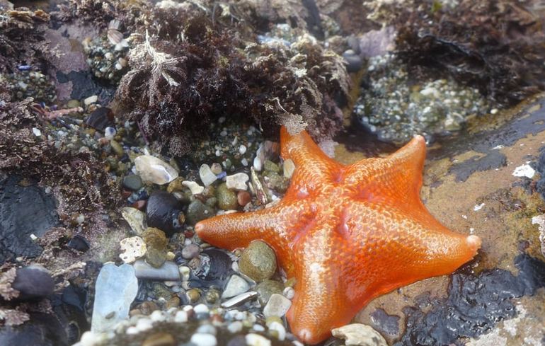 Salt Point State Park Tide Pools