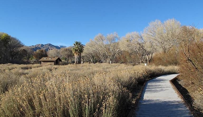 Big Morongo Canyon Preserve Day Trip