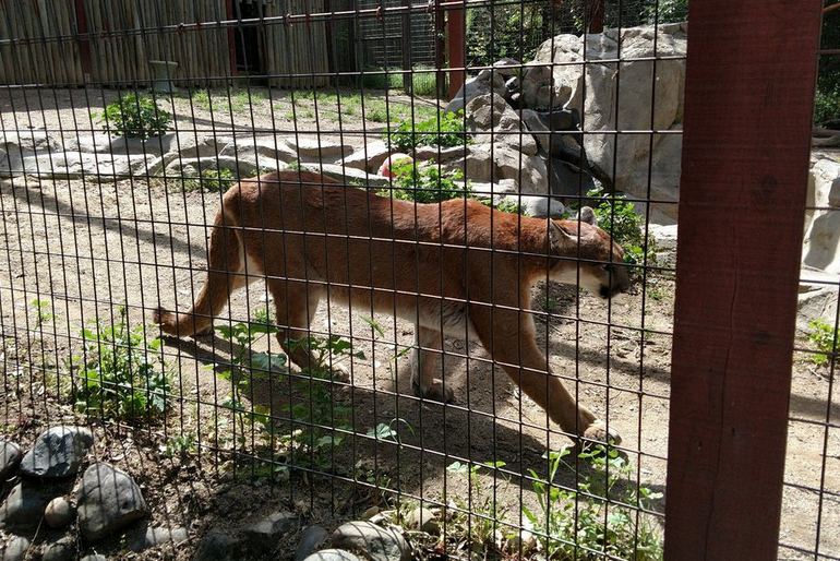 Folsom City Zoo Mountain Lion