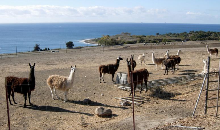 Llama & goat farm El Capitan Canyon Resort