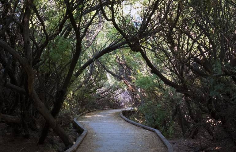 Desert Willow Trail