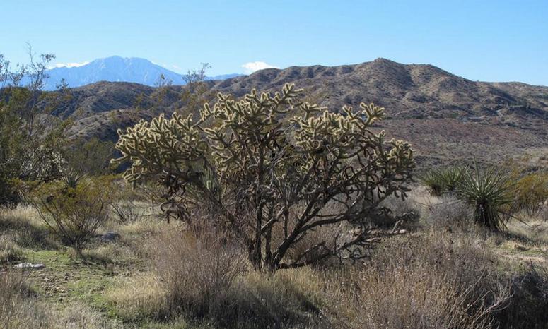 Transition Zone Between Sonoran and Mojave Deserts