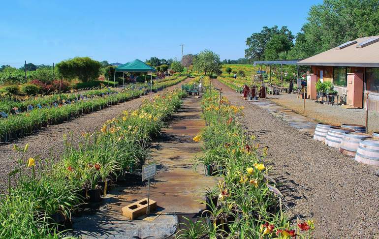 Amador Flower Farm Sacramento Day Trip