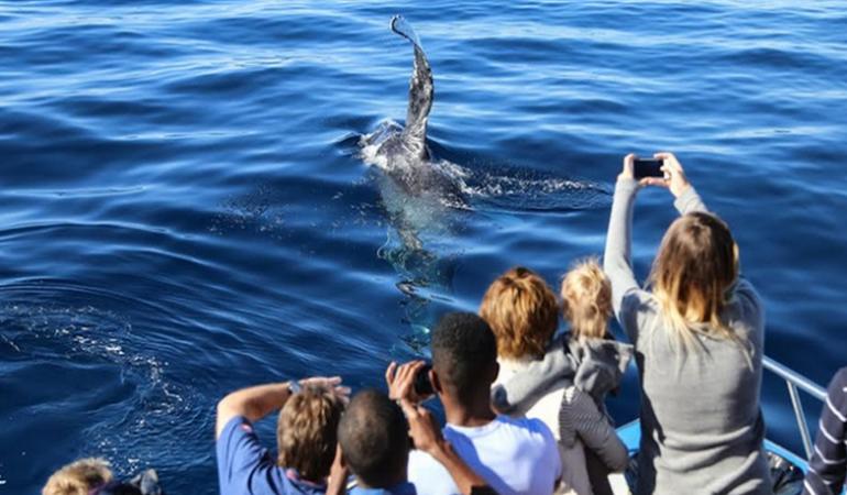 Davey's Locker Whale Watching