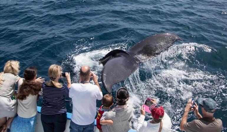 Davey's Locker Whale Watching