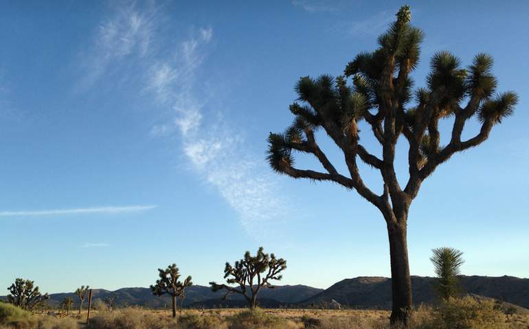 Joshua Tree National Park