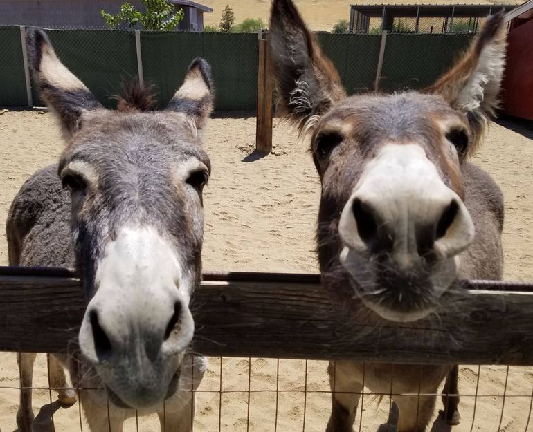 Friendly Donkeys