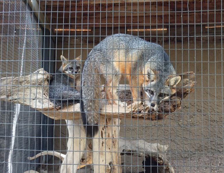 island fox