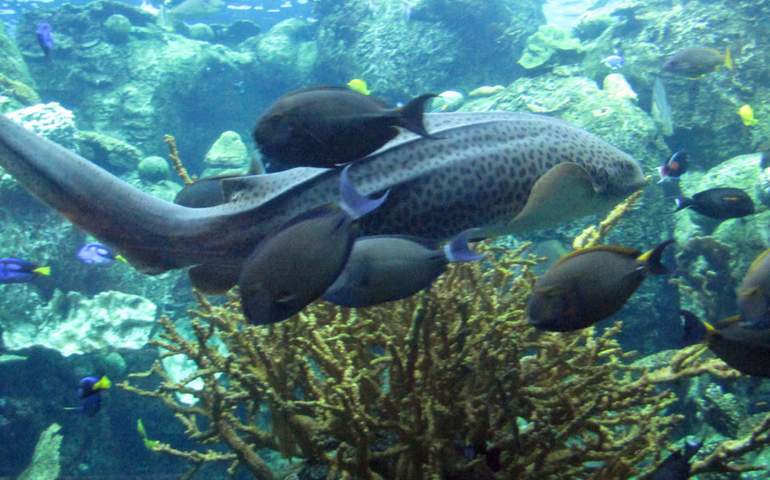 Aquarium of the Pacific