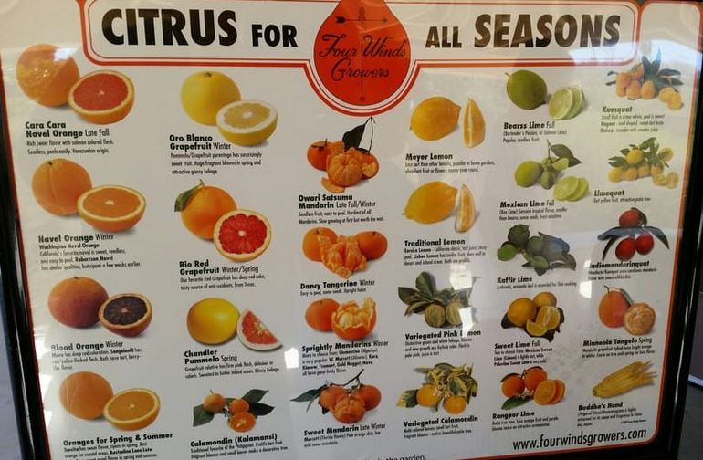 Citrus for all Seasons
