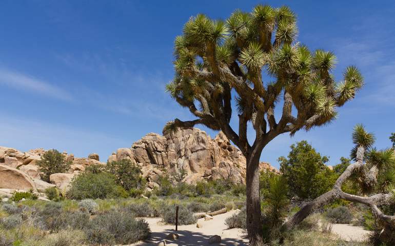 Joshua National Park