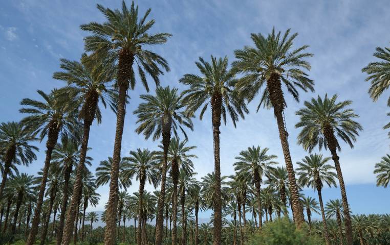 Date Palms - Oasis Date Gardens®