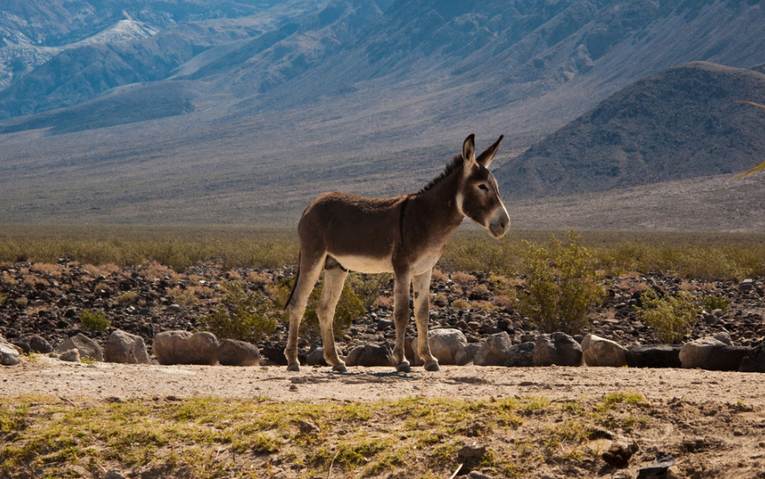 Saline Valley Burro