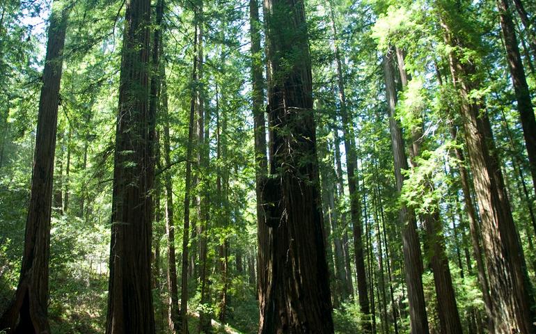 mendocino-county-redwoods