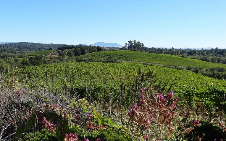 Sonoma County