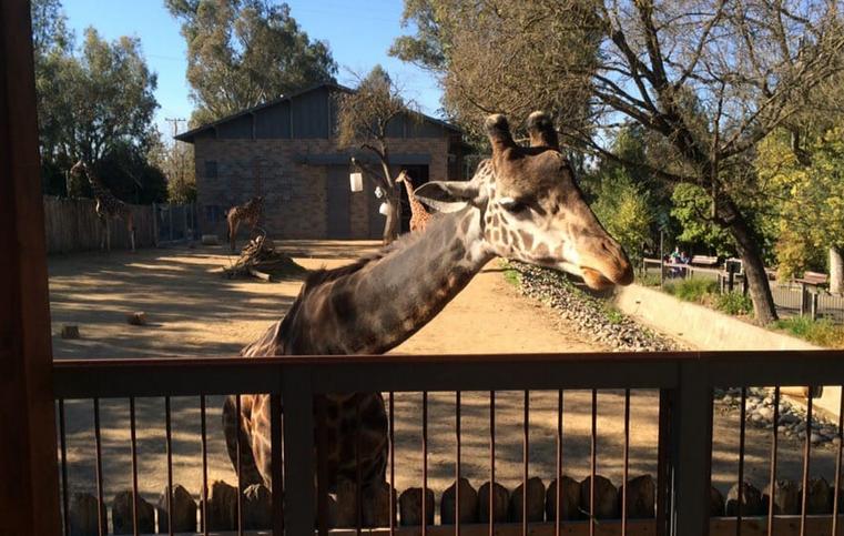 safari in sacramento ca