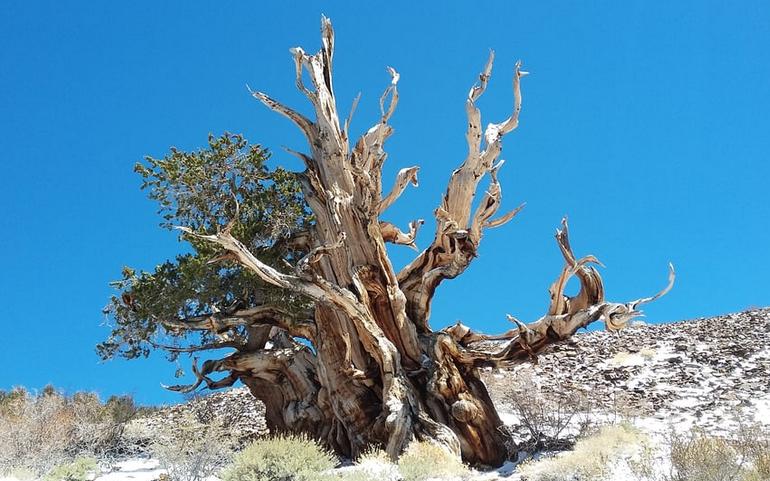 Bristlecone Pine Forest