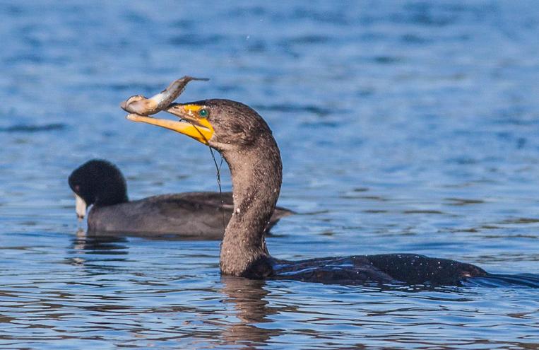 california-delta-bird-watching