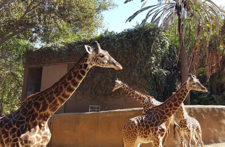 Los Angeles Zoo Family Day Trip