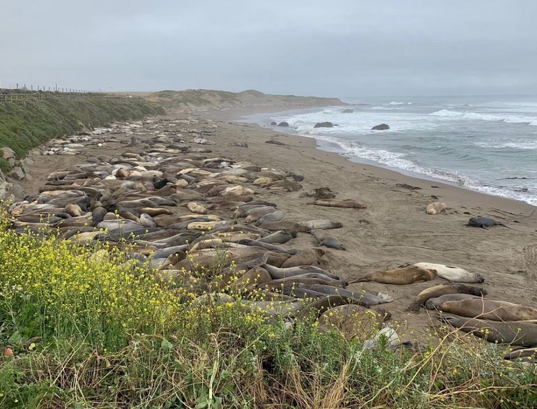 Piedras Blancas Elephant Seal Rookery