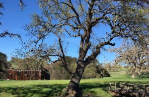 Santa Ynez Valley Day Trip Points of Interest Things To See