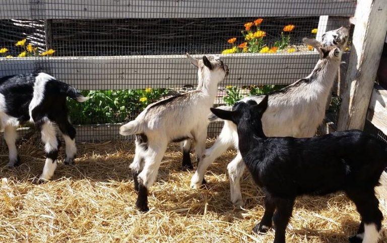 Discovering the Charm of Harley Farms Goat Dairy Pescadero CA