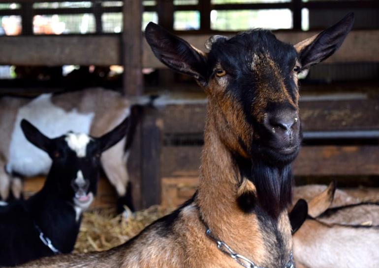Harley Farms Goat Dairy Pescadero