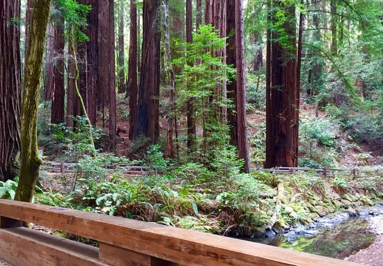 Monumento Nacional de Muir Woods