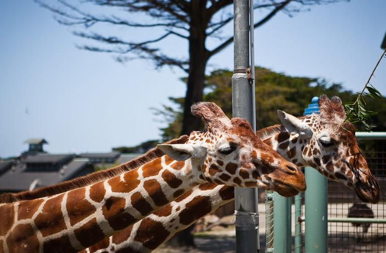 San Francisco Zoo Family Adventure