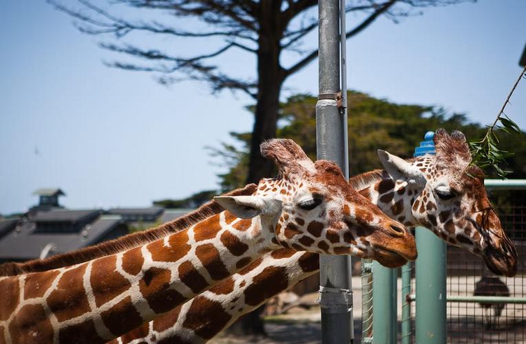 San Francisco Zoo