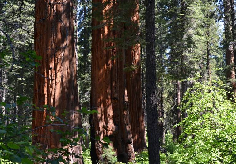 Calaveras Big Trees State Park