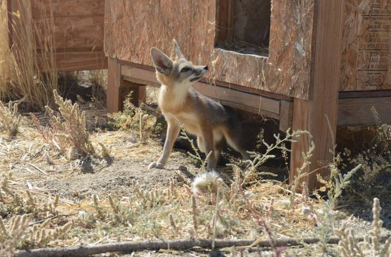 Safe Haven Wildlife Sanctuary Imlay Nevada