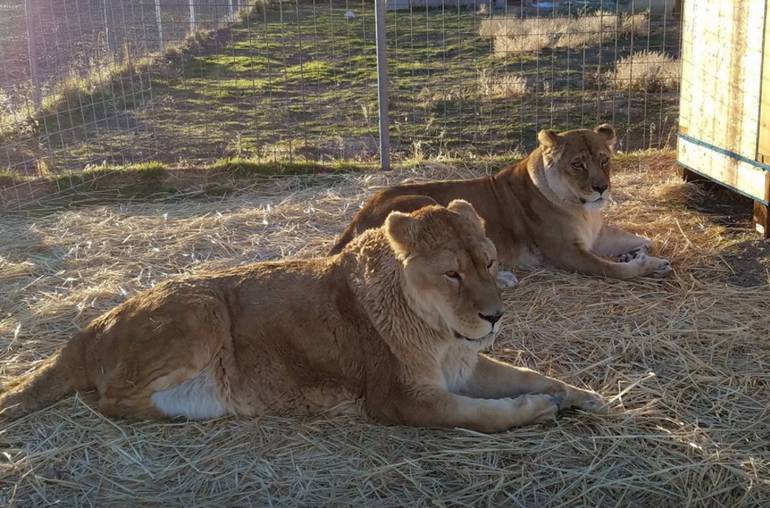 Safe Haven Wildlife Sanctuary Imlay Nevada