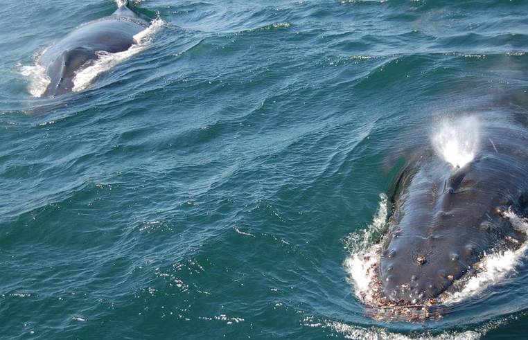 Moss Landing Whale Watching