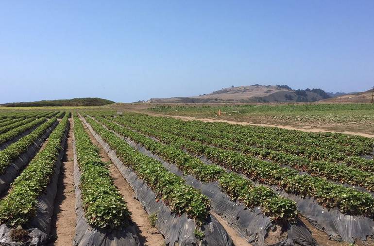 Northern California U-Pick Farms, Orchards & Tours