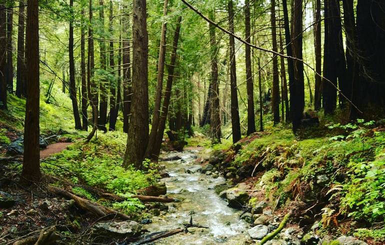 Limekiln State Park Big Sur California