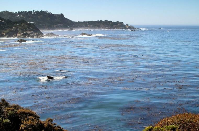 Point Lobos State Natural Reserve Day Trip Exploring Nature